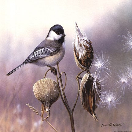 Chickadee and Milkweed