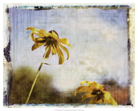 Blackeyed Susans II