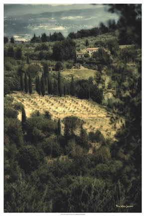 Tuscan Vineyard