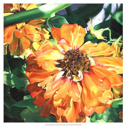 Fading Zinnia