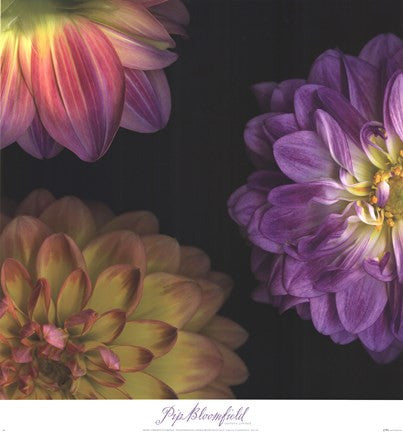 Purple Dahlia I