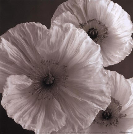 Poppy Study IV