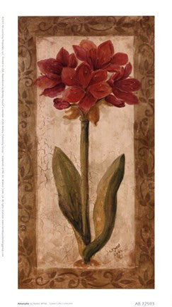 Amaryllis