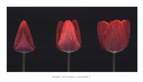 Bloom I