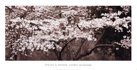 Cherry Blossoms