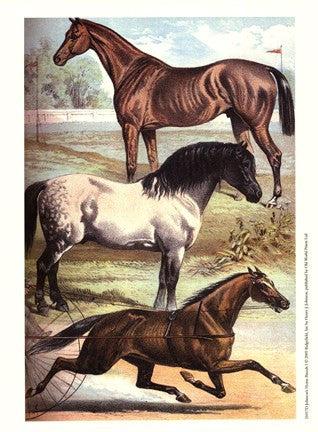 Johnson's Horse Breeds I