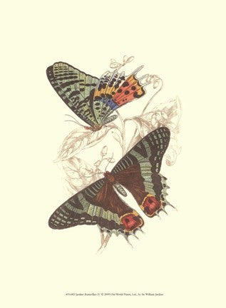 Butterflies IV