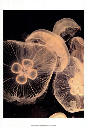 Graphic Jellyfish I