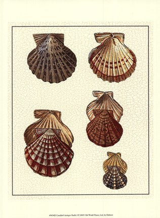 Crackled Antique Shells I