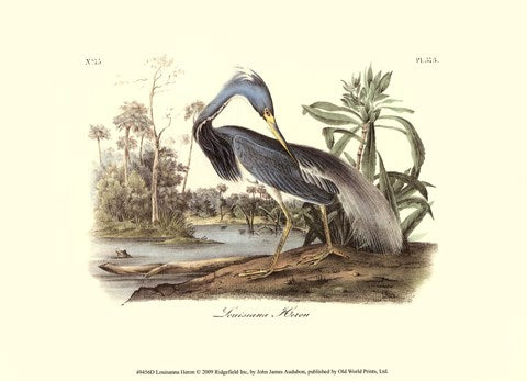 Louisiana Heron