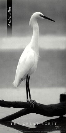 The Great Egret