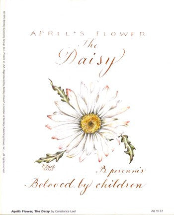 April's Flower, The Daisy