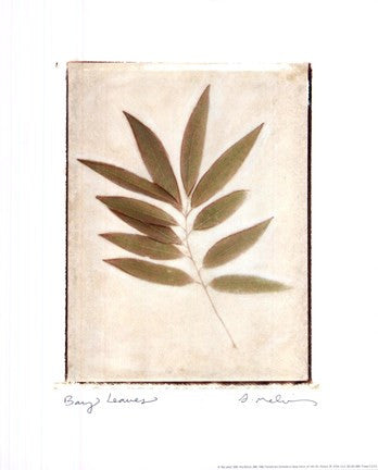 Bay Leaves