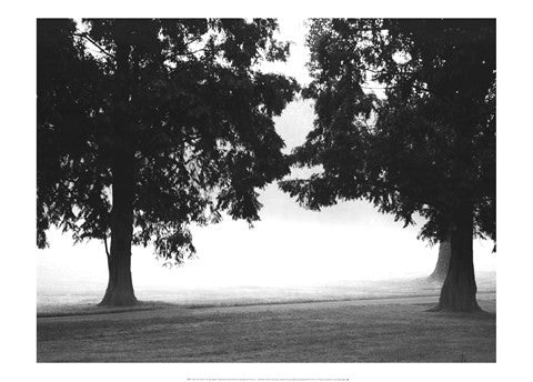 Fog in the Park II