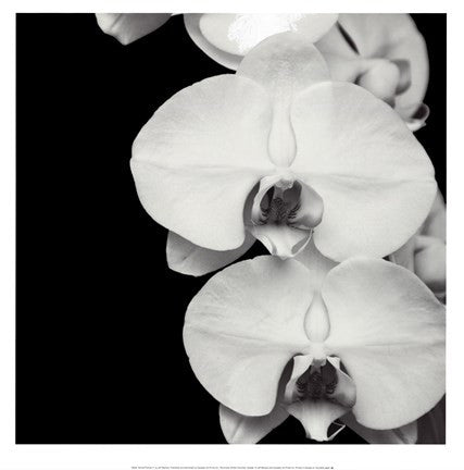 Orchid Portrait II