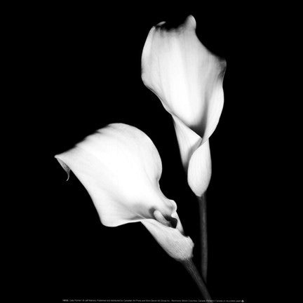 Calla Portrait I