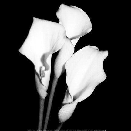 Calla Portrait II