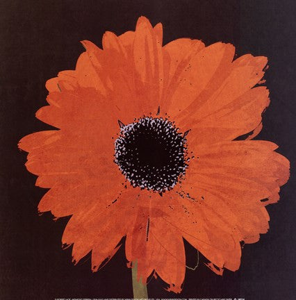 Midnight Gerbera I