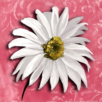 Blooming Daisy III