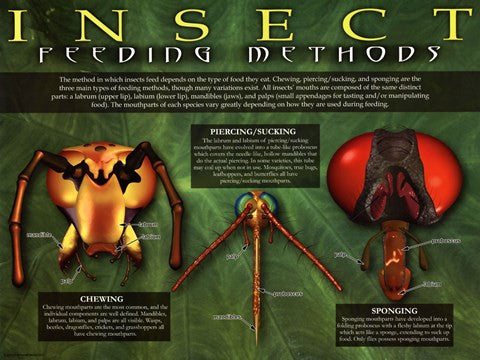 Insect Feeding Methods