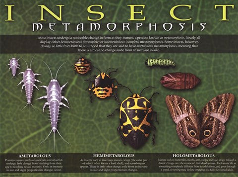 Insect Metamorphosis