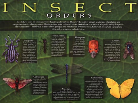 Insect Orders