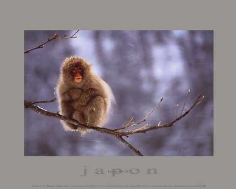 Snow Monkey