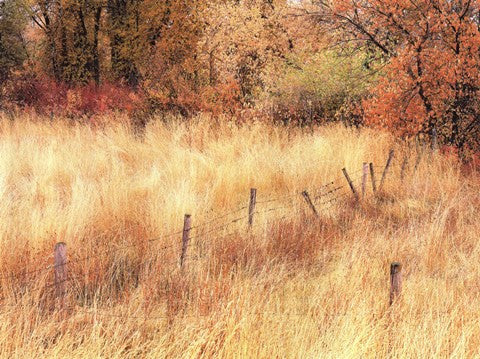 Autumn Pasture