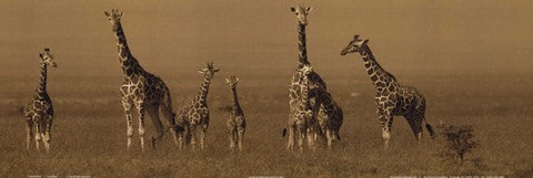 Giraffes