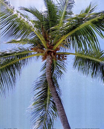 Palm on Blue