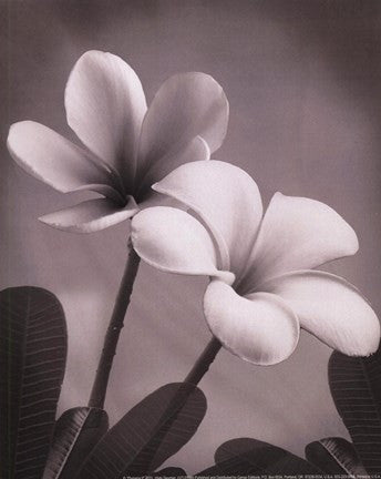 Plumeria II - mini