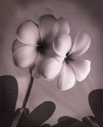 Plumeria I - mini