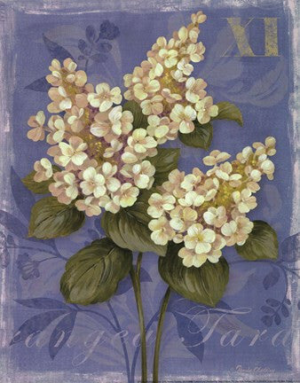 Tardiva Hydrangea- mini