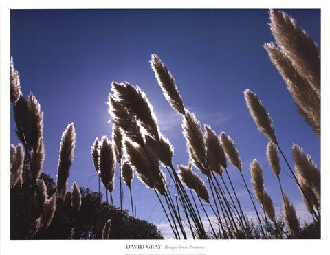 Pampas Grass, Provence