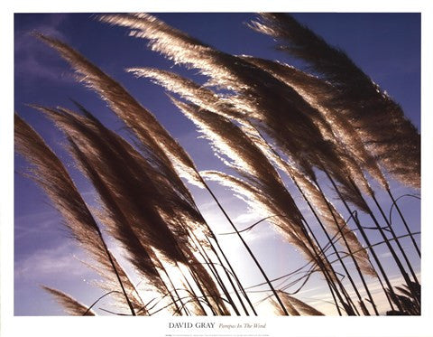 Pampas In The Wind