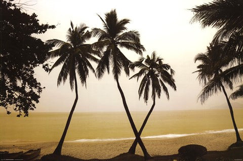 China - Palm Trees Hainan Island