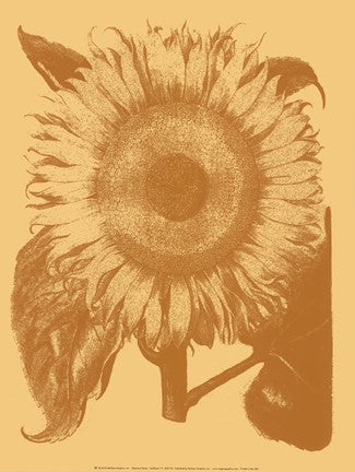 Sunflower 19