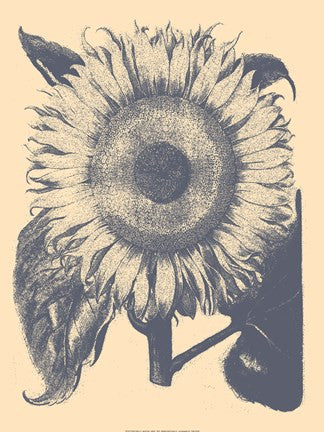 Sunflower 1