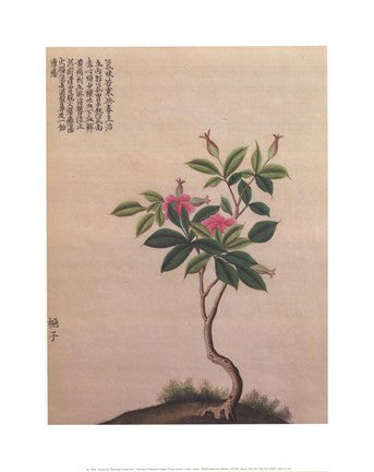 Flowering Chinese Tree I