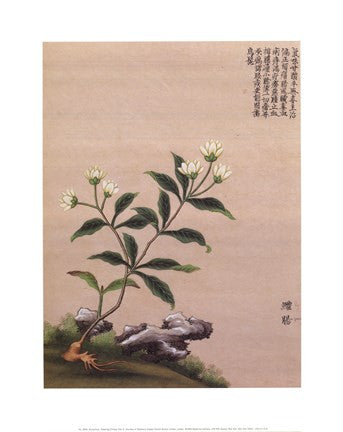 Flowering Chinese Tree III