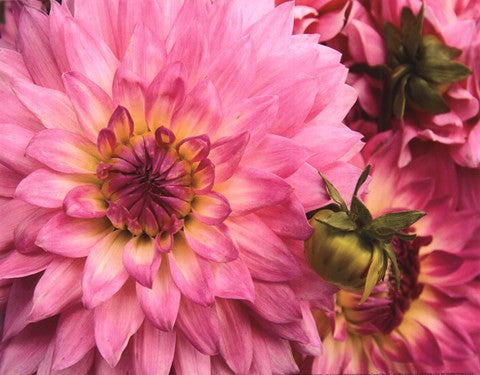 Pink Dahlia