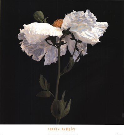 Matilija Poppy I