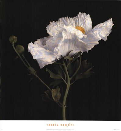 Matilija Poppy II