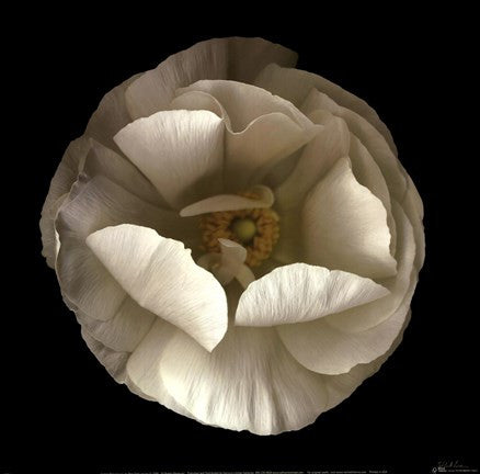 Folded Ranunculus