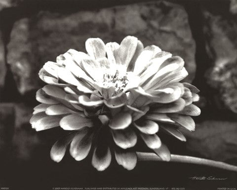 Zinnia