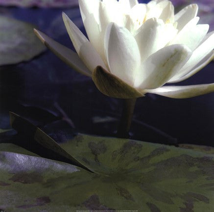 Water Lillies II