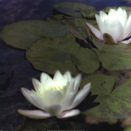 Water Lillies I