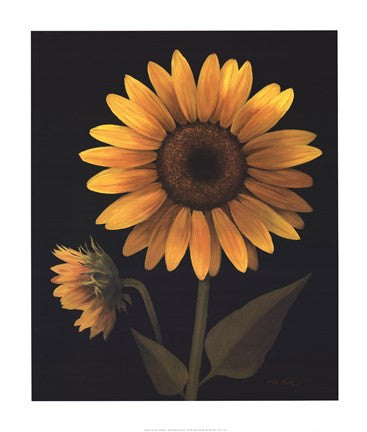 Sunflower II