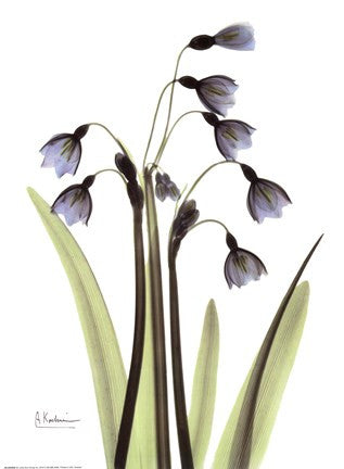 Blue Floral X-ray Snowdrop