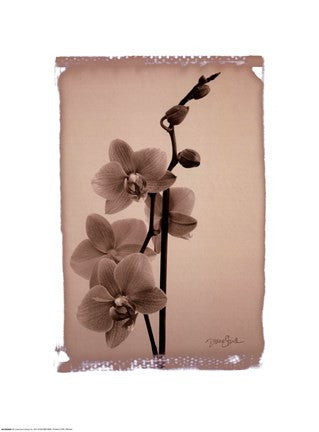 Polaroid Orchid